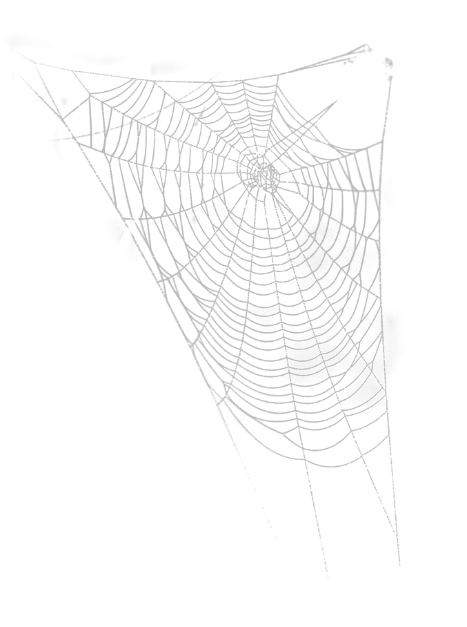 white_spider_web